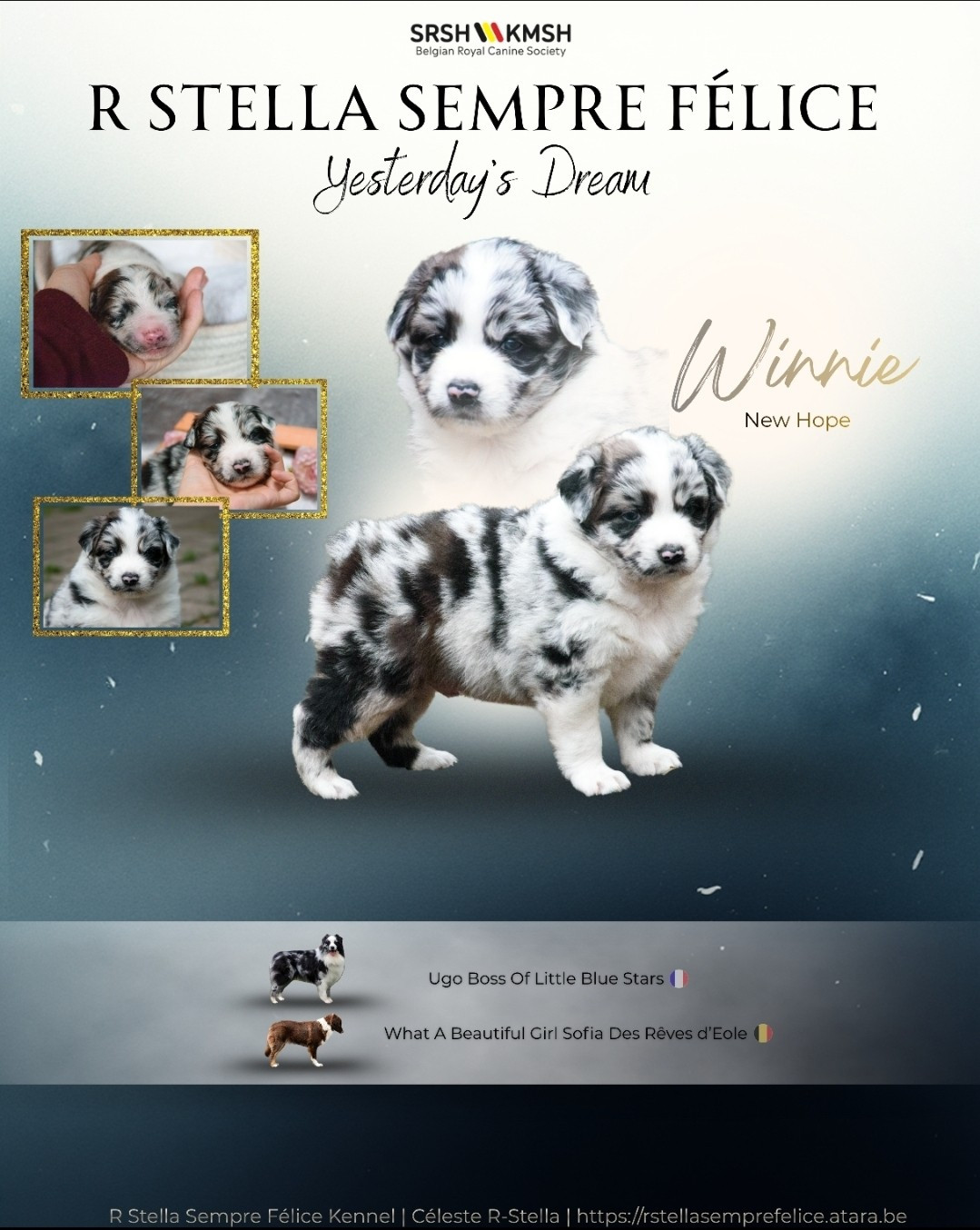 R Stella Sempre Félice Yesterday s Dream